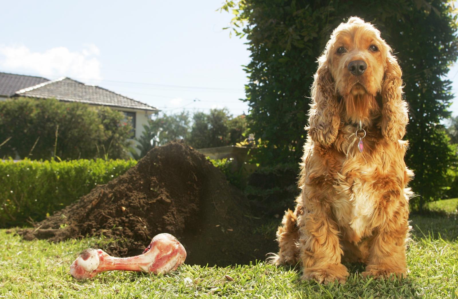 دفن استخوان توسط سگها